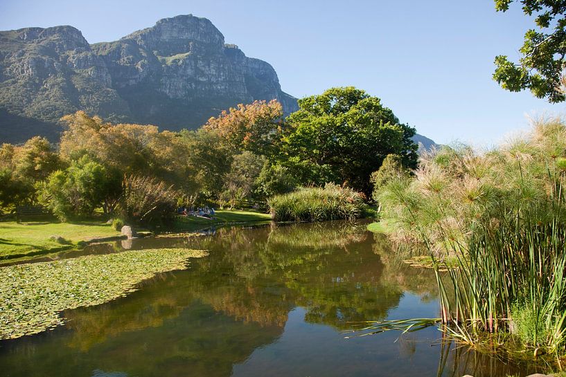 Botanische tuin Kirstenbosch, Kaapstad, Zuid-Afrika van Peter Schickert