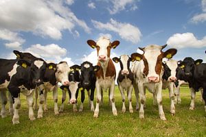 Vaches dans la prairie sur Menno Schaefer