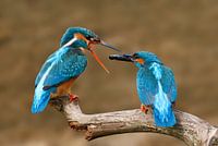 ijsvogels visoverdracht