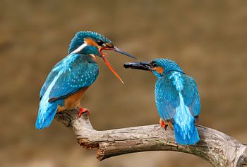 ijsvogels visoverdracht