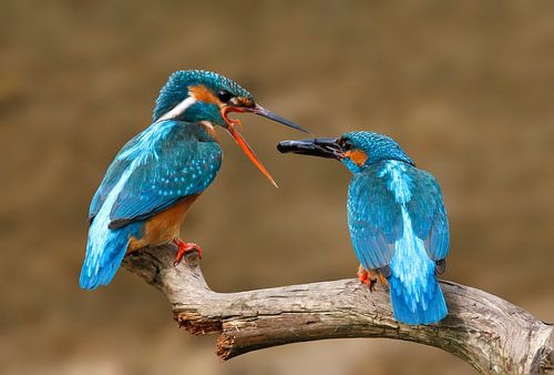 ijsvogels visoverdracht