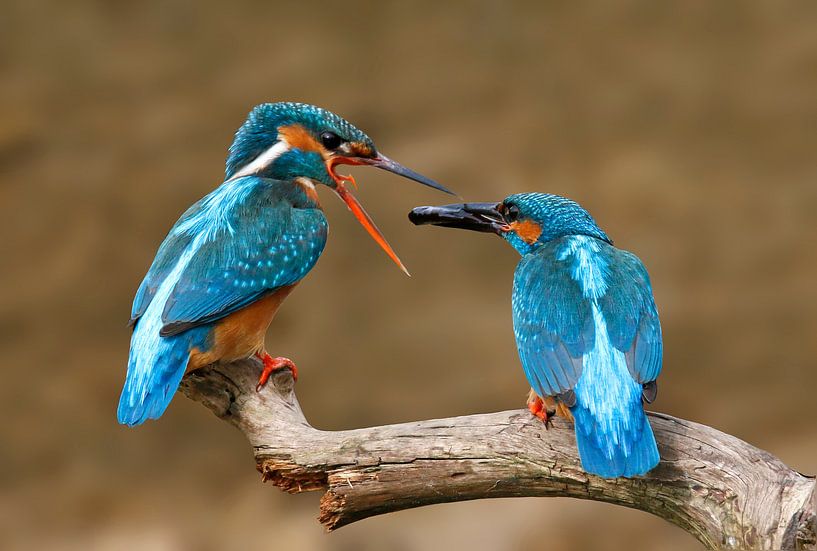 ijsvogels visoverdracht by Gejo Wassink