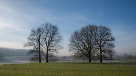Winterlicht Park Ter Rijst - Heikruis
