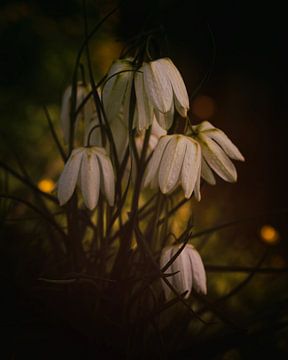 Witte kievietsbloemen van Saskia Schotanus