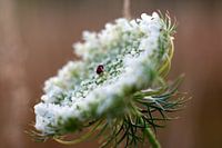 Wild carrot