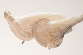 Gemüse von Lara van der Beek