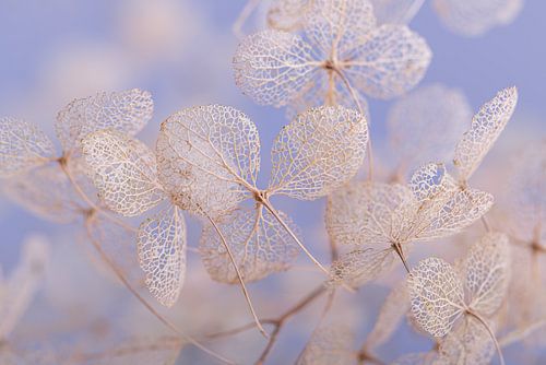 Les squelettes des feuilles d'hortensia sur Marjolijn van den Berg