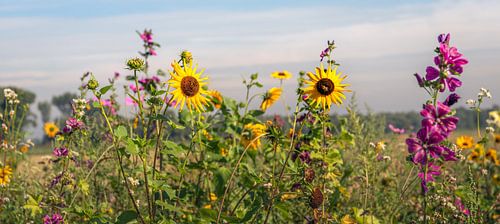 Kleurrijke bloemenrand langs een Nederlandse akker