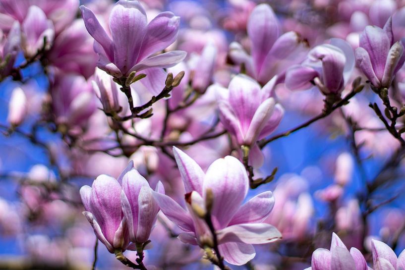 Japanese cherry in bloom by Ingrid van Sichem