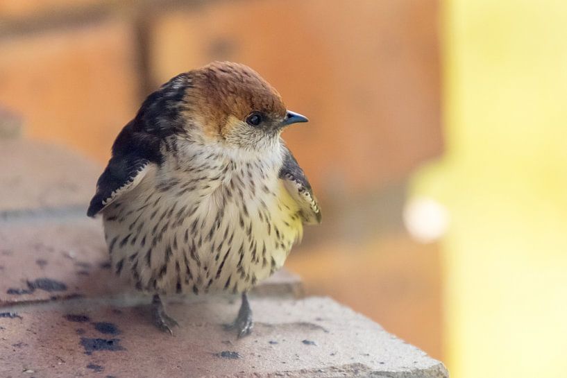 avaler froid par Marijke Arends-Meiring