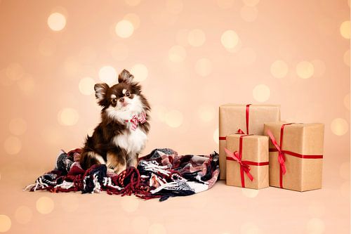 Chihuahua sur une couverture de Noël en studio sur fond beige