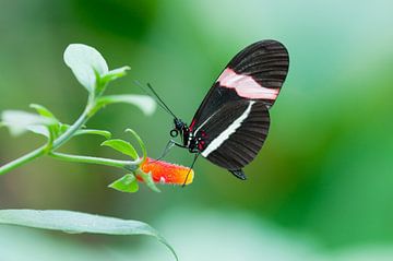 Tropische vlinder 'Heliconius erato' van Ivonne Fuhren- van de Kerkhof