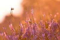 Heath in sunset