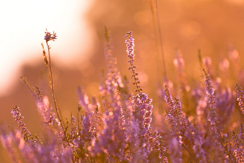 Heath in sunset by Olga Groen