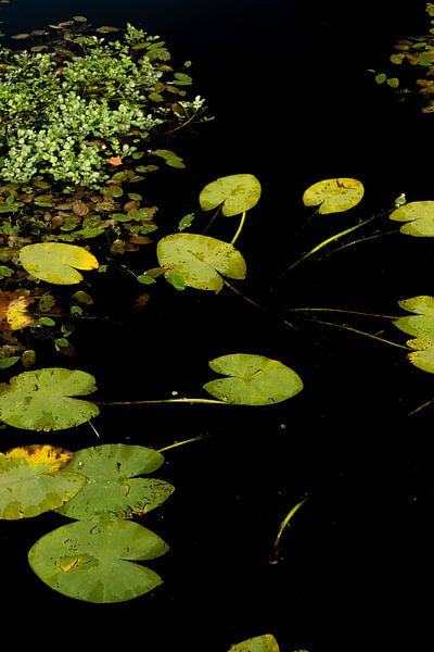 Lely in the Water - Photographie de nature rustique de lys verts sur une eau sombre par KB Design & Photography (Karen Brouwer)