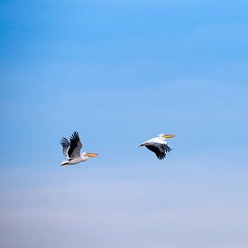 Drie pelikanen van Bart Vodderie