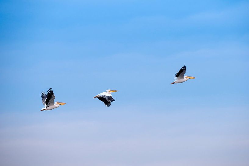Drie pelikanen van Bart Vodderie