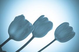 tulips by sarp demirel