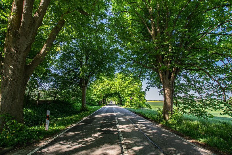 Deutsche Alleenstraße auf Rügen von GH Foto & Artdesign