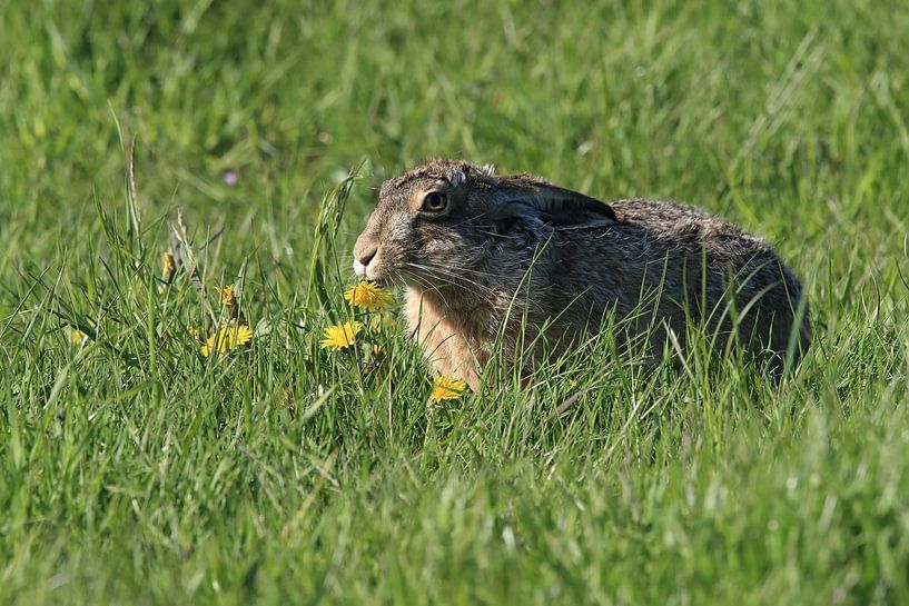 Feldhase (Lepus europaeus) Insel Texel Holland von Frank Fichtmüller