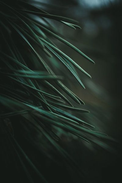 Needles from a coniferous tree by Jan