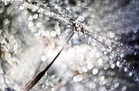 Dandelion seed glitter dew by Julia Delgado thumbnail