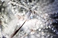 Dandelion seed glitter dew