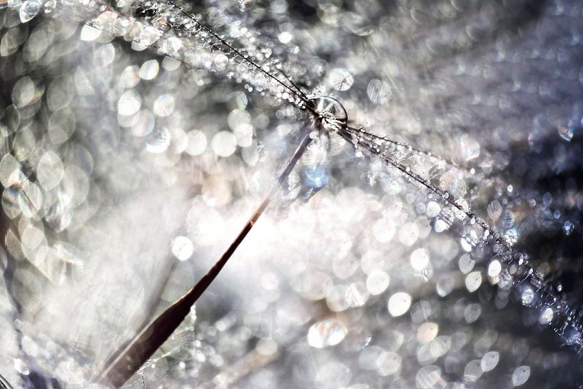 Dandelion seed glitter dew by Julia Delgado