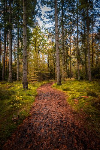Tussen de bomen
