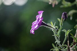 purple flower