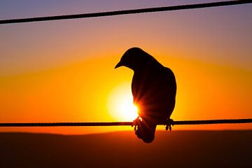 Zonsondergang Silhouet Afrikaanse Vogel van Dexter Reijsmeijer