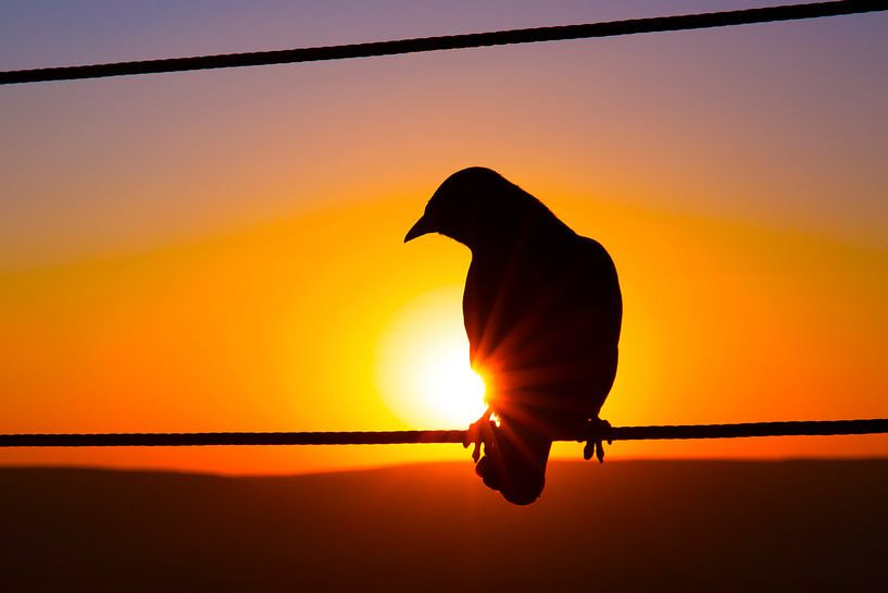 Zonsondergang Silhouet Afrikaanse Vogel par Dexter Reijsmeijer