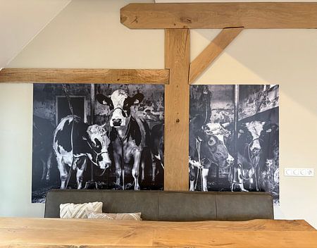 Dutch cows in an old barn