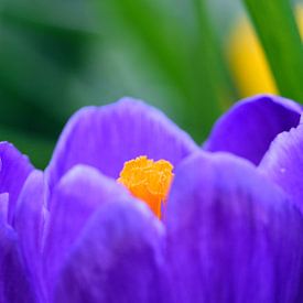 Een close-up van een krokusbloem van Gerard de Zwaan