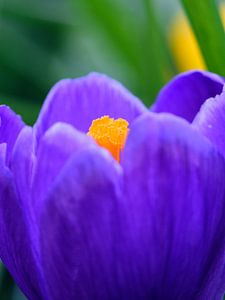 Gros plan sur une fleur de crocus