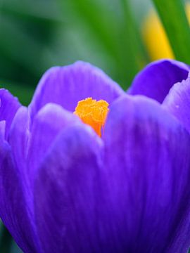 Een close-up van een krokusbloem van Gerard de Zwaan