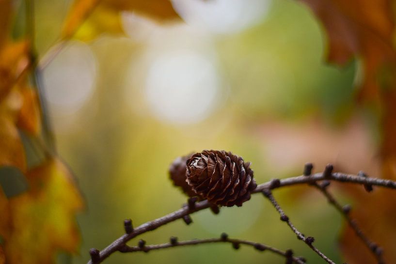 Cônes de pin dans une forêt d'automne par Daphne Dorrestijn