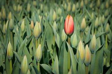 rode tulp als eerste in bloei van eric van der eijk