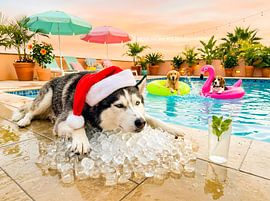 Husky auf Eis von ArtMomente