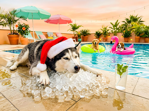 Husky met ijs
