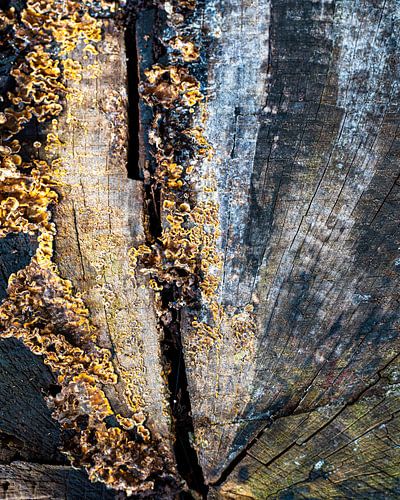vieux tronc d'arbre très coloré