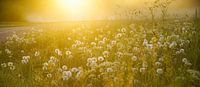 Paardenbloemen en ochtenddauw  von Dirk van Egmond Miniaturansicht