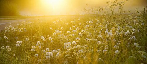 Paardenbloemen en ochtenddauw 