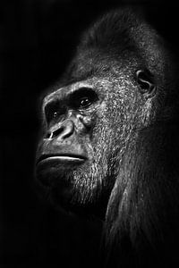 Een krachtige mannelijke gorilla met dikke lippen kijkt ontstemd in profiel op een zwarte achtergron