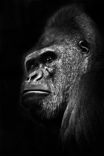 Een krachtige mannelijke gorilla met dikke lippen kijkt ontstemd in profiel op een zwarte achtergron