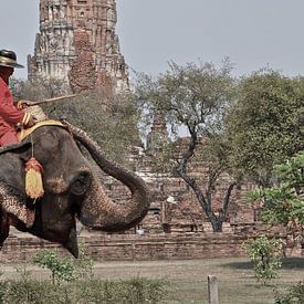 Thailand Elephant van Tom Verhoeven