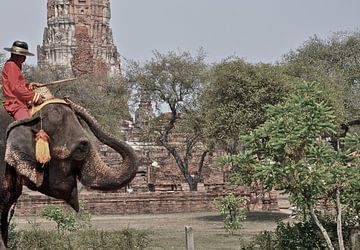 Éléphant de Thaïlande sur Tom Verhoeven