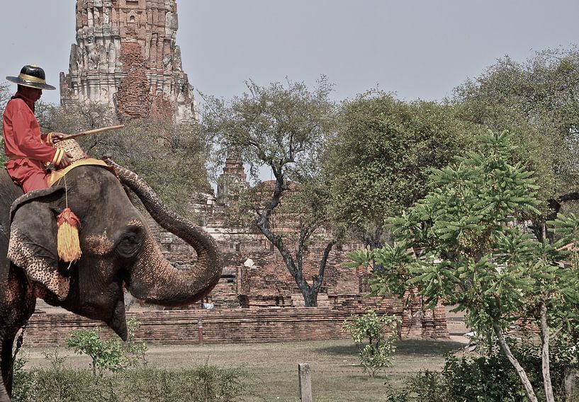 Thailand Elephant van Tom Verhoeven