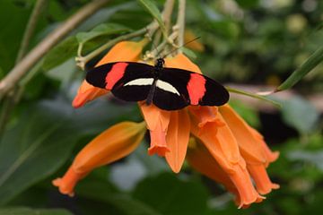 Kleurrijke vlinder op een oranje bloem van Nicolette Vermeulen