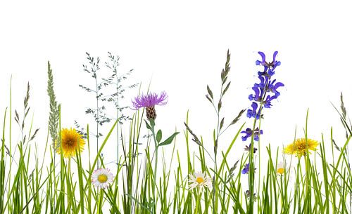 meadow abstract in front of white